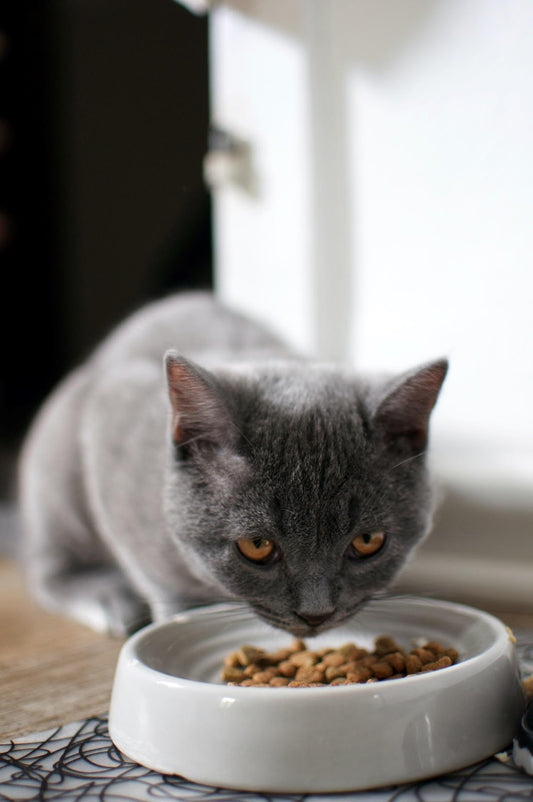Can Chickens Eat Cat Food