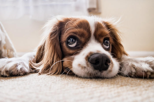 Why Do Dogs Bring Out Their Tongues? 