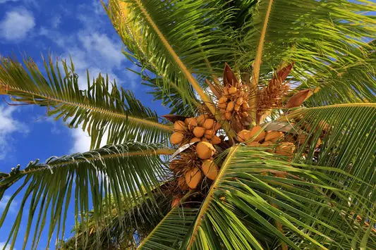 How To Draw A Palm Tree