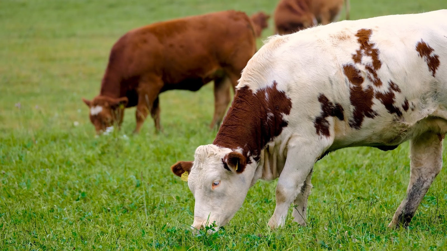 Can Cows Eat Apples Shrewdnia