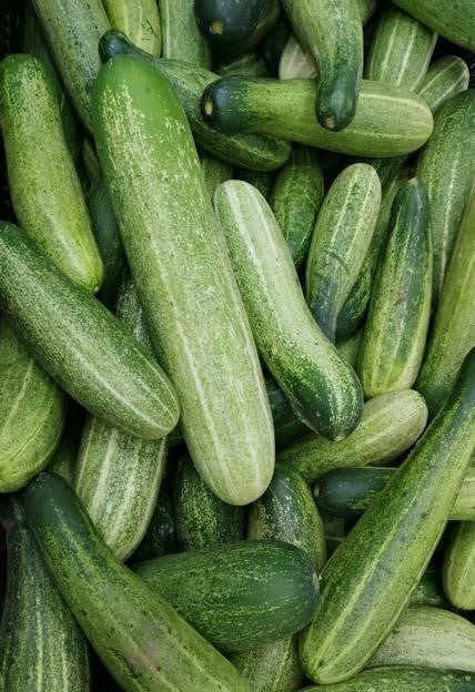 Can Bearded Dragons Eat Cucumber?