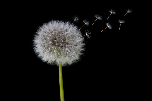 Can Rats Eat Dandelions?