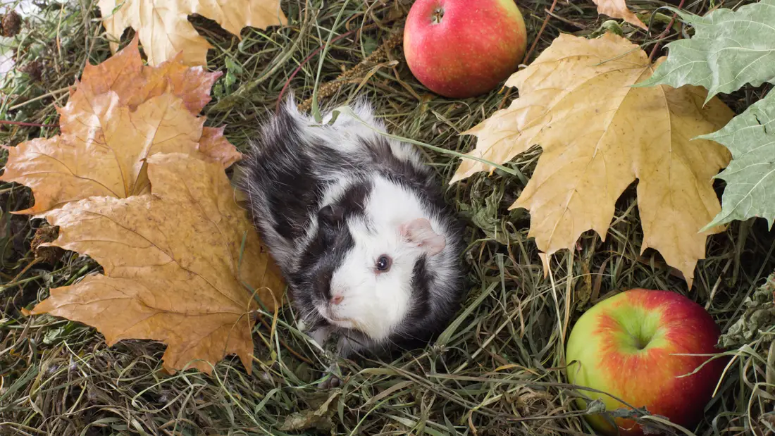 Can Guinea Pigs Eat Apple?
