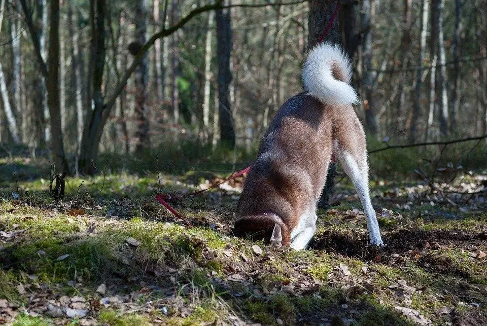 Why Do Dogs Dig The Ground?