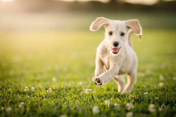 Why Do Dogs Run In Circles?