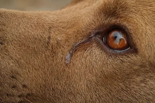 Why Do Dogs Cry?
