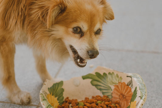 Why Do Dogs Always Want To Eat?