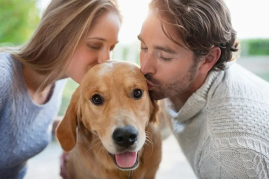 My Boyfriend Is Jealous Of My Dog