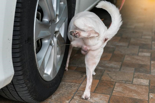 Why Do Dogs Pee On Tires?