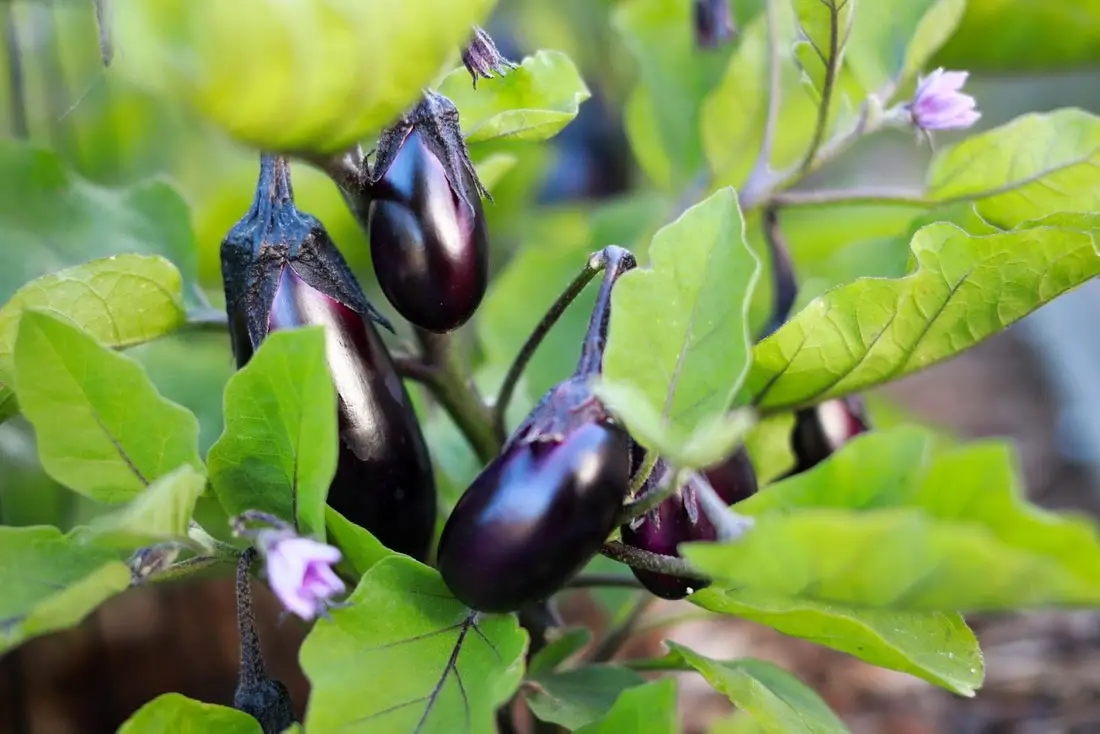 Can Rats Eat Eggplant?
