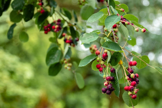 Can Chickens Eat Elderberries?