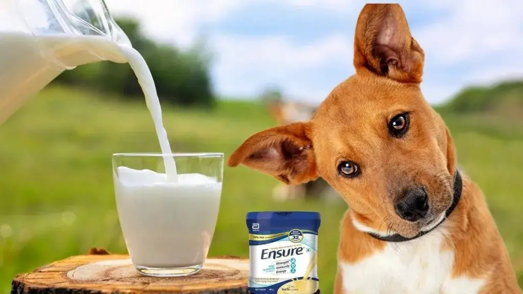 Can Dogs Drink Ensure?