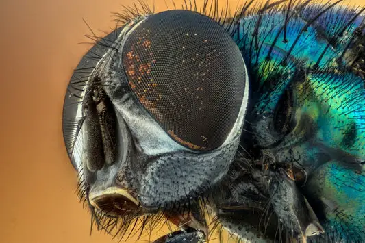 Can Gerbils Eat Flies?