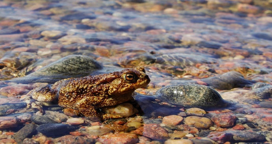 Can Chickens Eat Frogs?