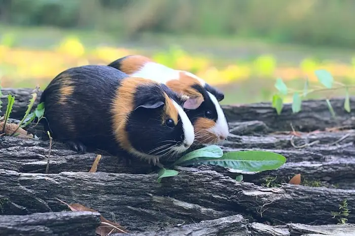 Can Pigs Eat Guinea Pig's Food?