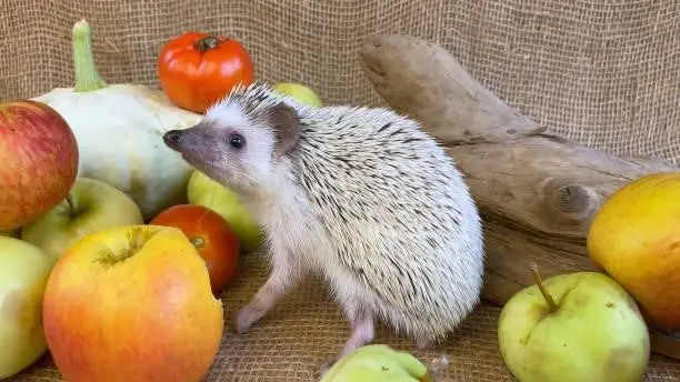 Can Hedgehogs Eat Fruits?