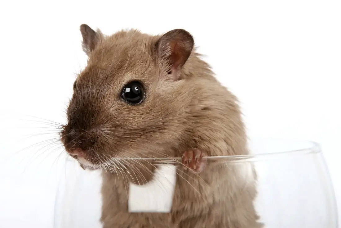 Can Gerbils Eat Cheese?