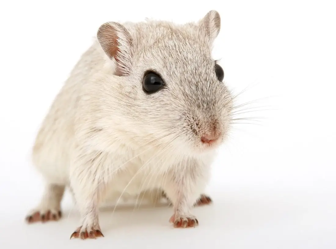 Can Gerbils Eat These Foods?