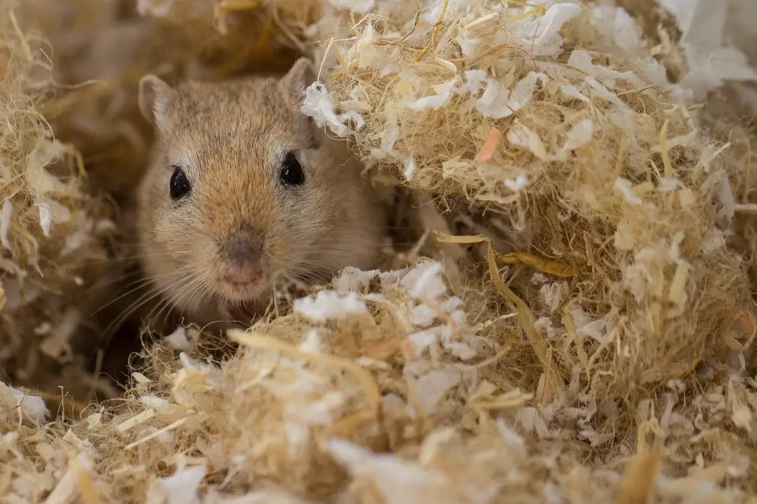 Can Rats Eat Gerbil Food?