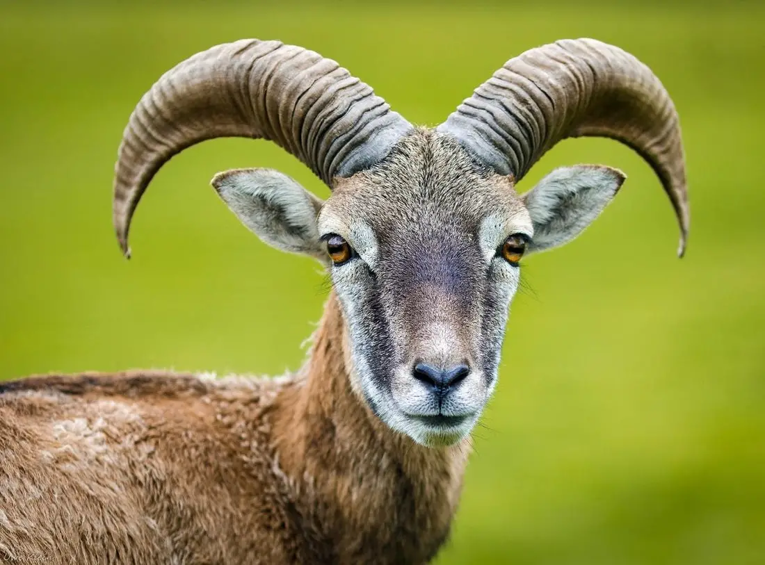 Can Goats Eat Grass?