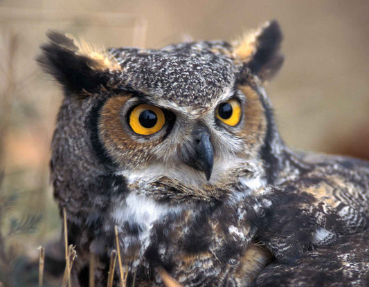 How To Draw An Owl