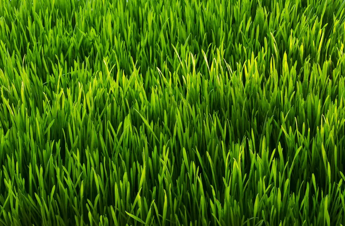 How To Draw Grass