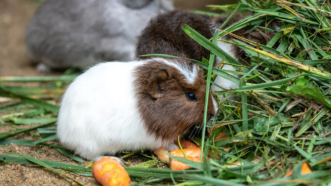 Can Guinea Pigs Eat Carrot?