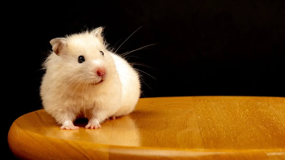 Can Hamsters Eat These Foods?