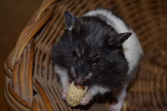 Can Gerbils Eat Hamster Food?