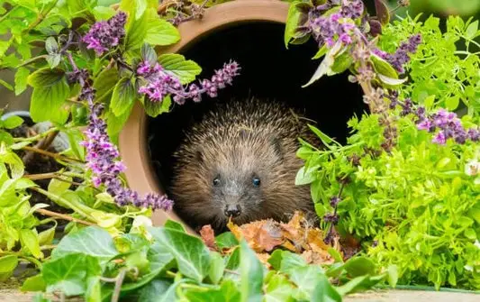 Can Hedgehogs Eat Earthworms?