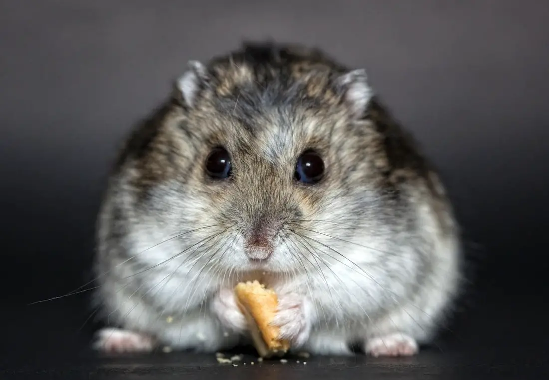 Can Hamsters eat Basil?
