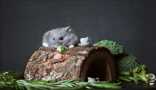 Can Hamsters Eat Asparagus?