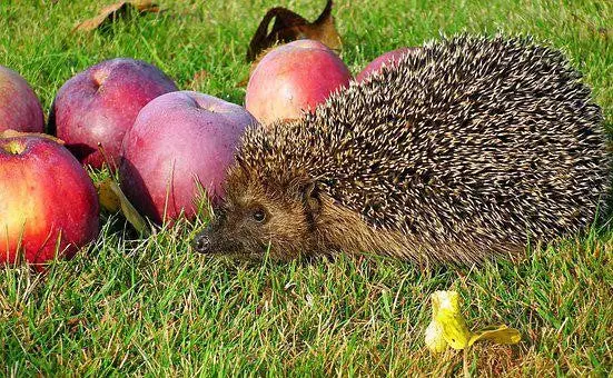 Can Hedgehogs Eat Apples?