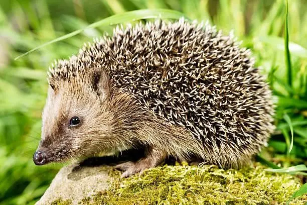Can Hedgehogs Eat Blackberries?