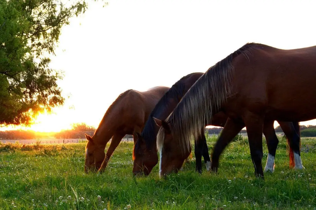 Can Horses Eat Bananas?