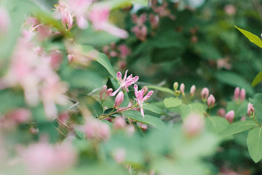 Can Chickens Eat Honeysuckle?