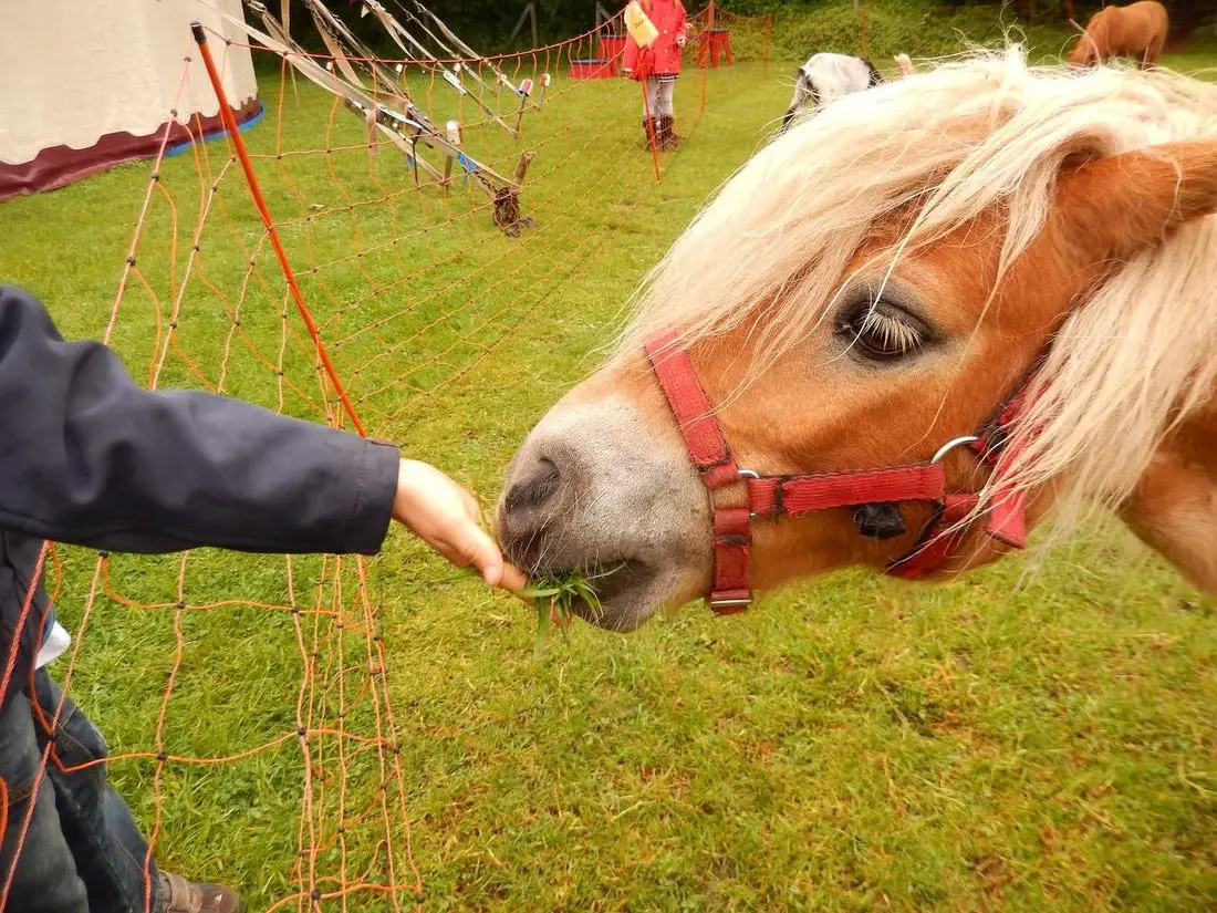 Can Horses Eat Meat?