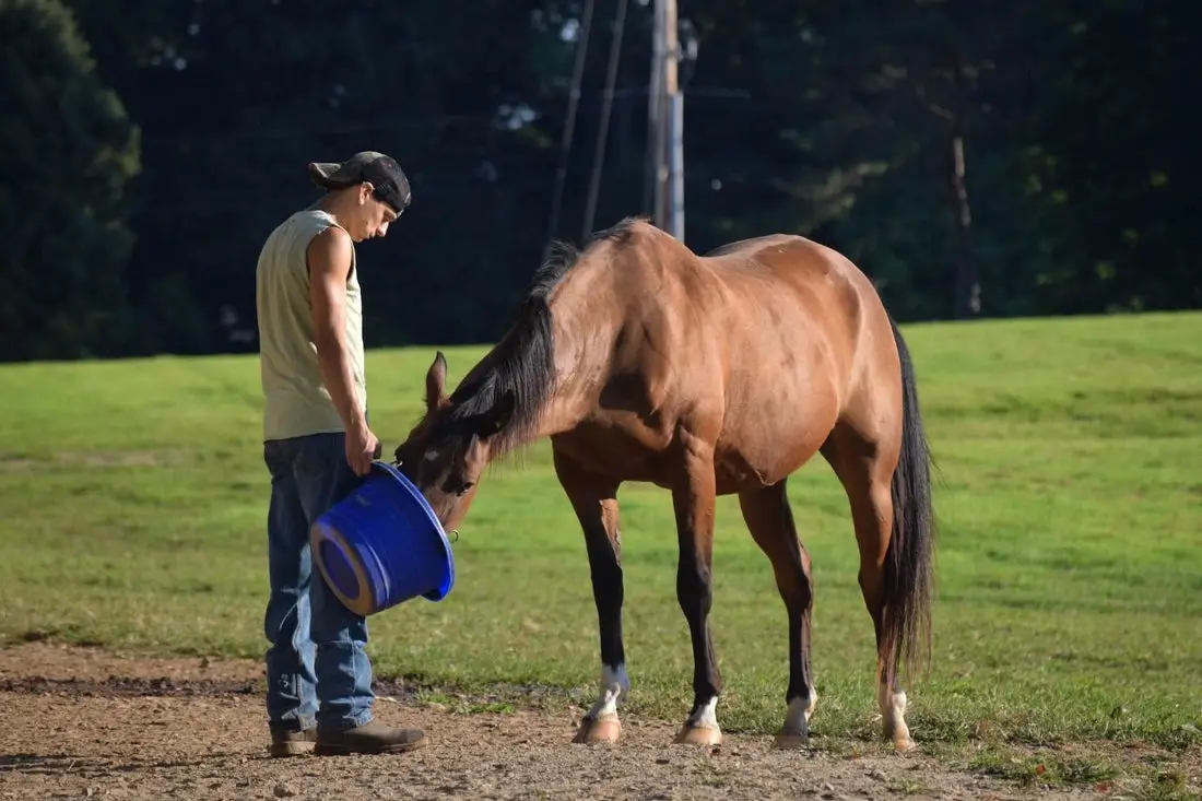 Can Horses Eat Mint?