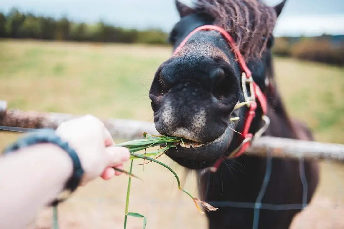 Can Horses Eat Kale?