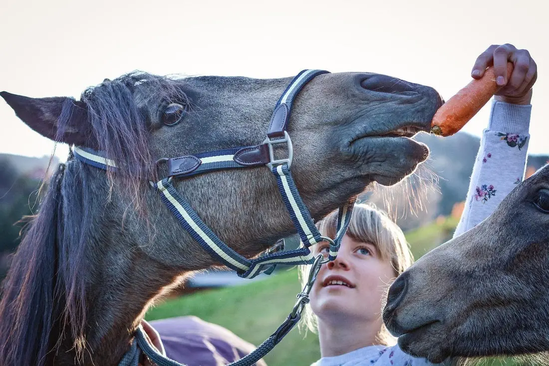 Can Horses Eat Carrots?