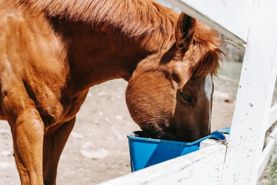 Can Horses Eat Dog Food?