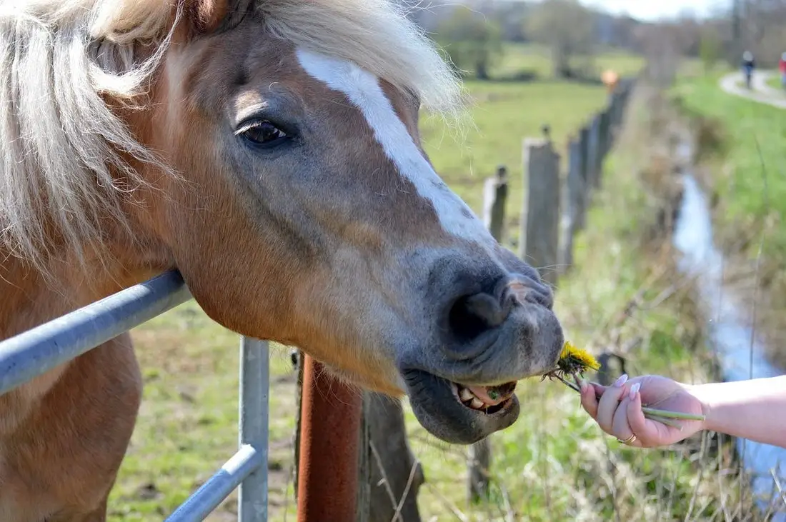 Can Horses Eat Buttercups?