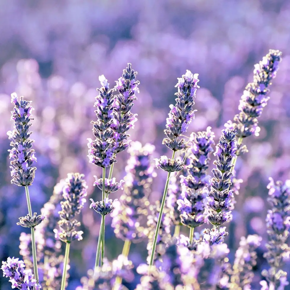 What Does Lavender Smell Like?