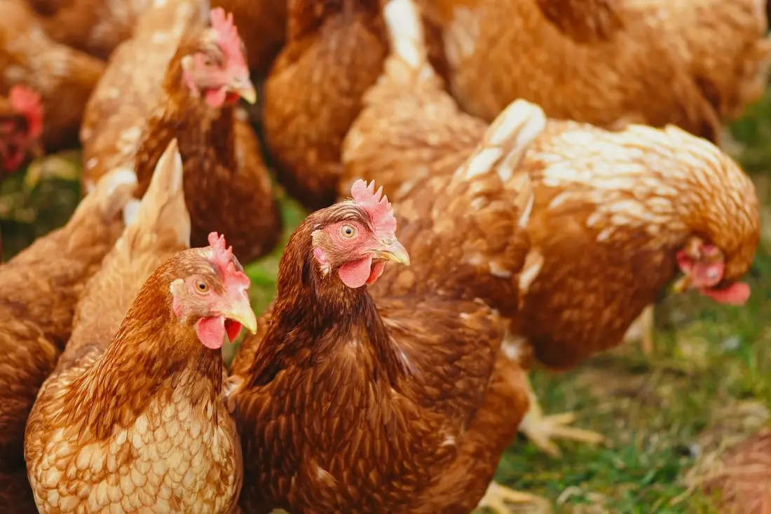 Can Chickens Eat These Foods?