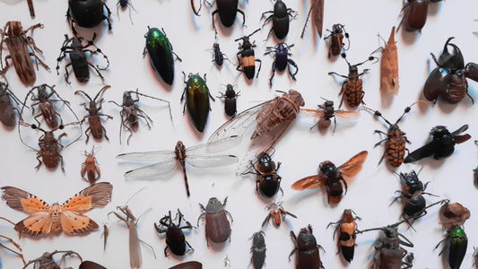 Can Guinea Pigs Eat Insects?