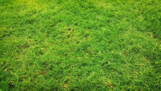 Can Gerbils Eat Grass?