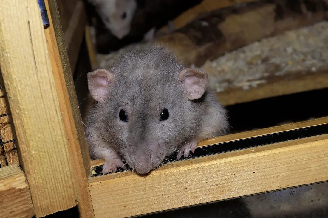 Can Rats Eat Hamster Food?