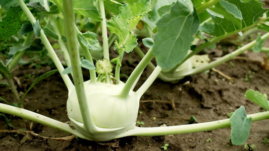 Can Guinea Pigs Eat Kohlrabi?