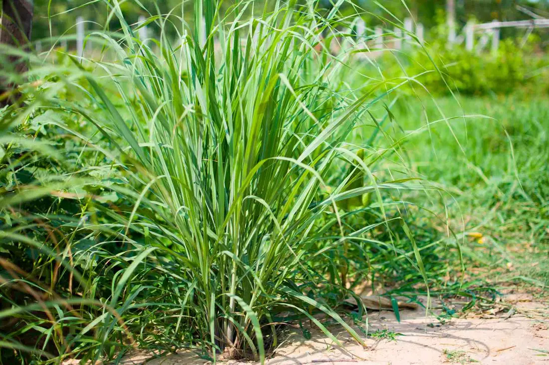 What Does Lemongrass Smell Like?