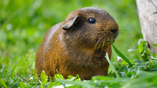 Can Guinea Pigs Eat Bell Peppers